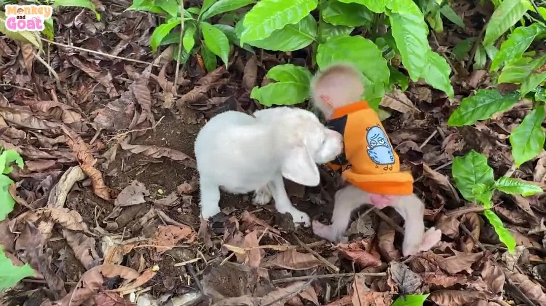 ⁣Cute and funny moment of baby monkey with white dog