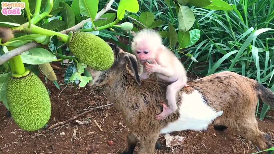 Baby Monkey clinging goat to not left alone