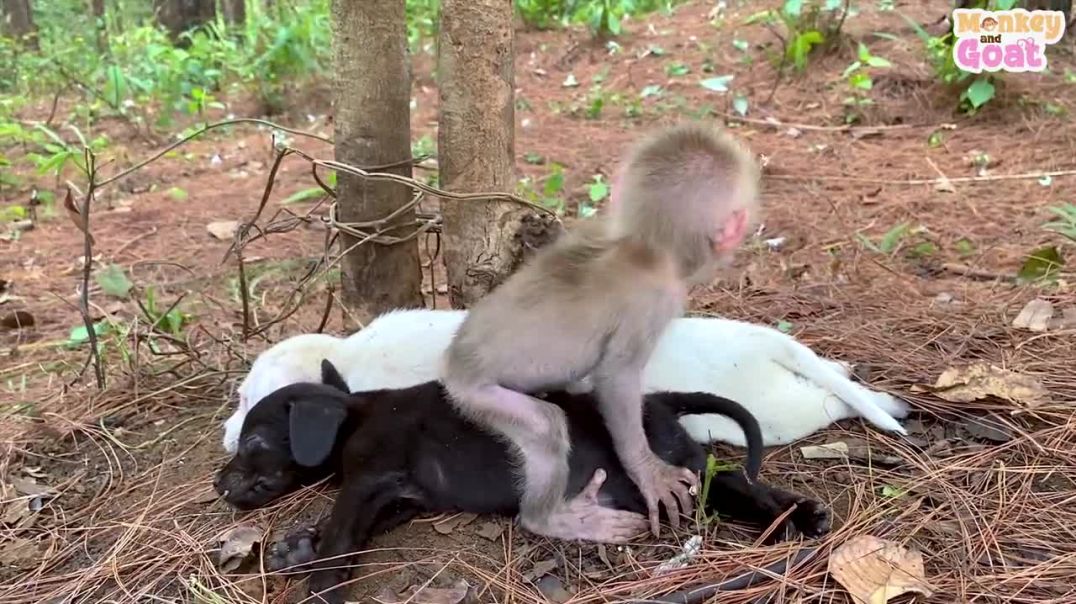 Cute baby monkey relax and play happily with puppies