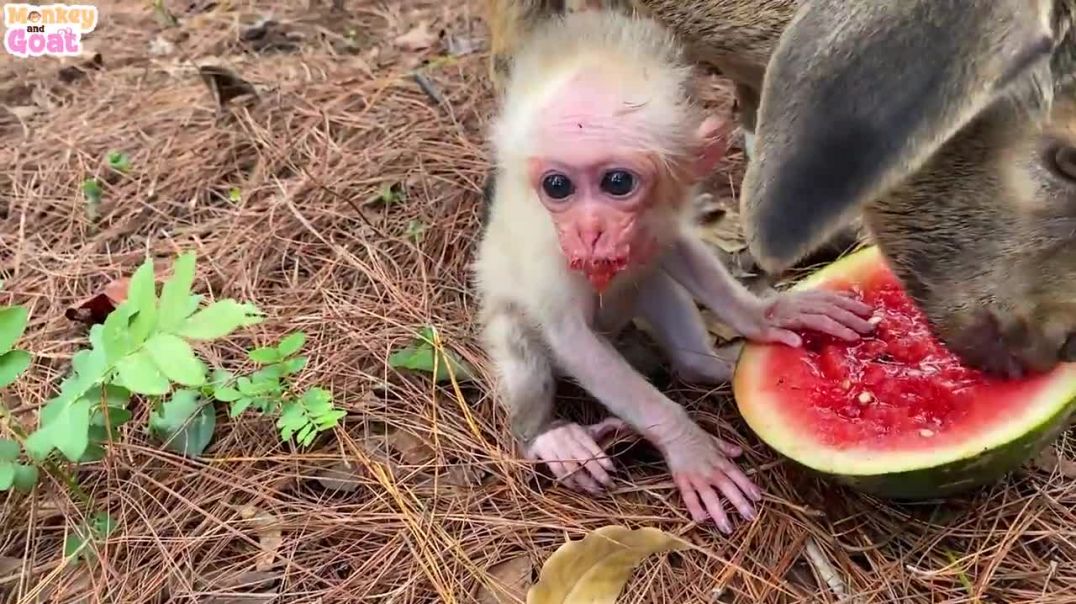 Cute baby monkey won to eat watermelon with goat