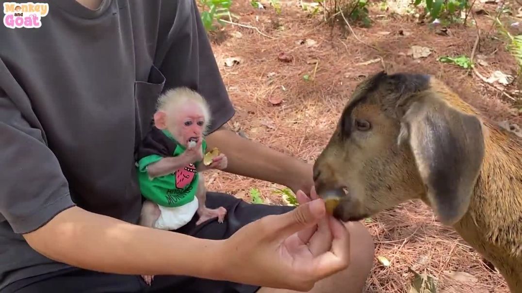 Can goat and baby monkey make friends_