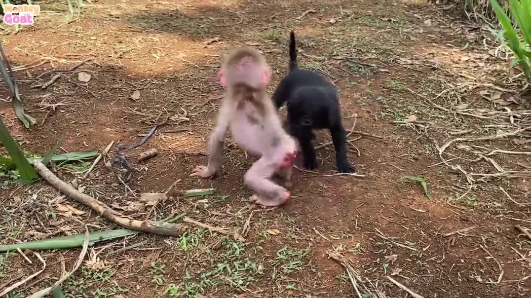 Cute baby monkey relax and fun play with puppy