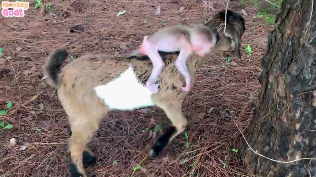 Baby monkey angry when the goat eats its food