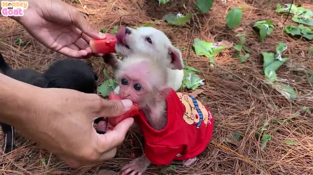 Baby monkey and puppies scramble to eat watermelon