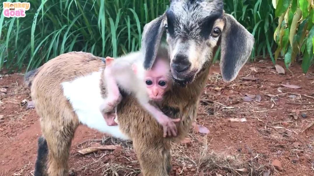 Cute Goat takes baby monkey to find food