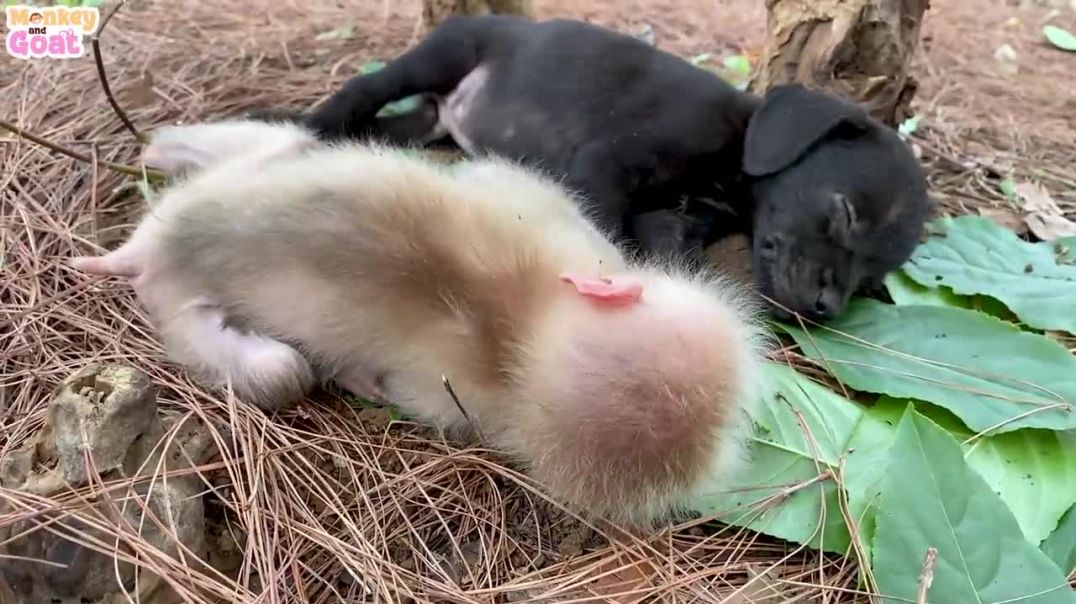 ⁣Cute moments of baby monkey and puppies when sleeping