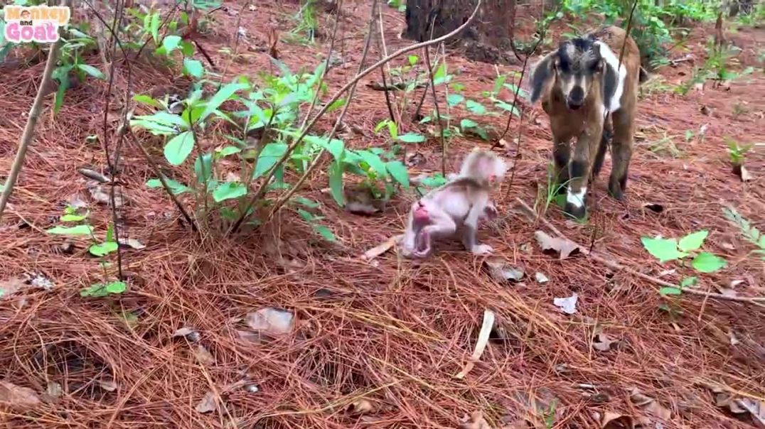 Baby Monkey Playfully