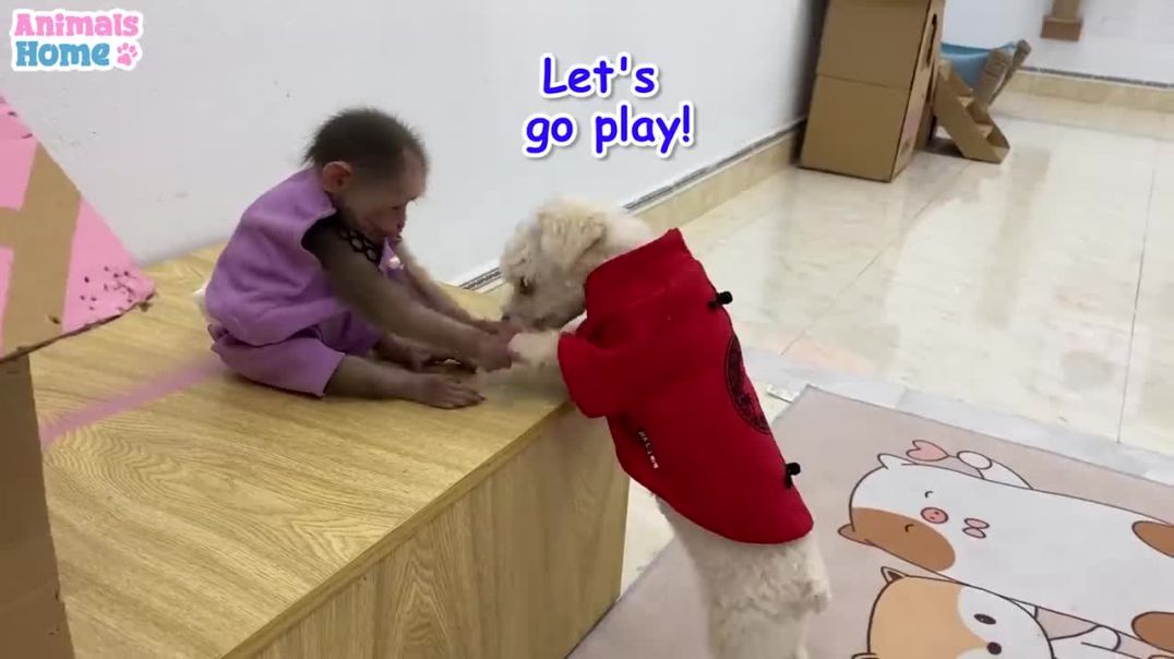 ⁣BiBi and puppy hides from duckling to go out