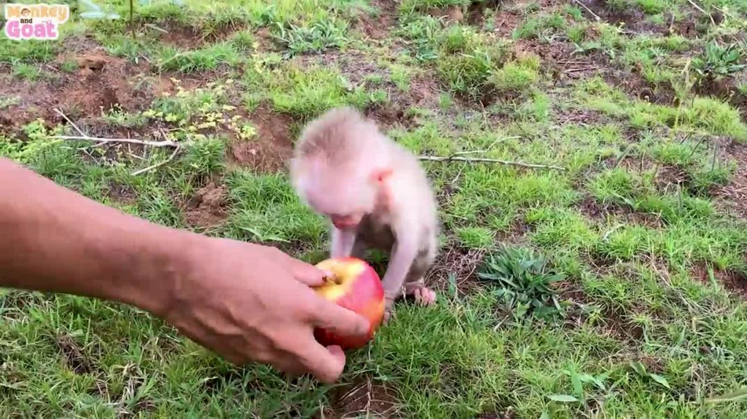 Baby monkey hide goats eat apple alone
