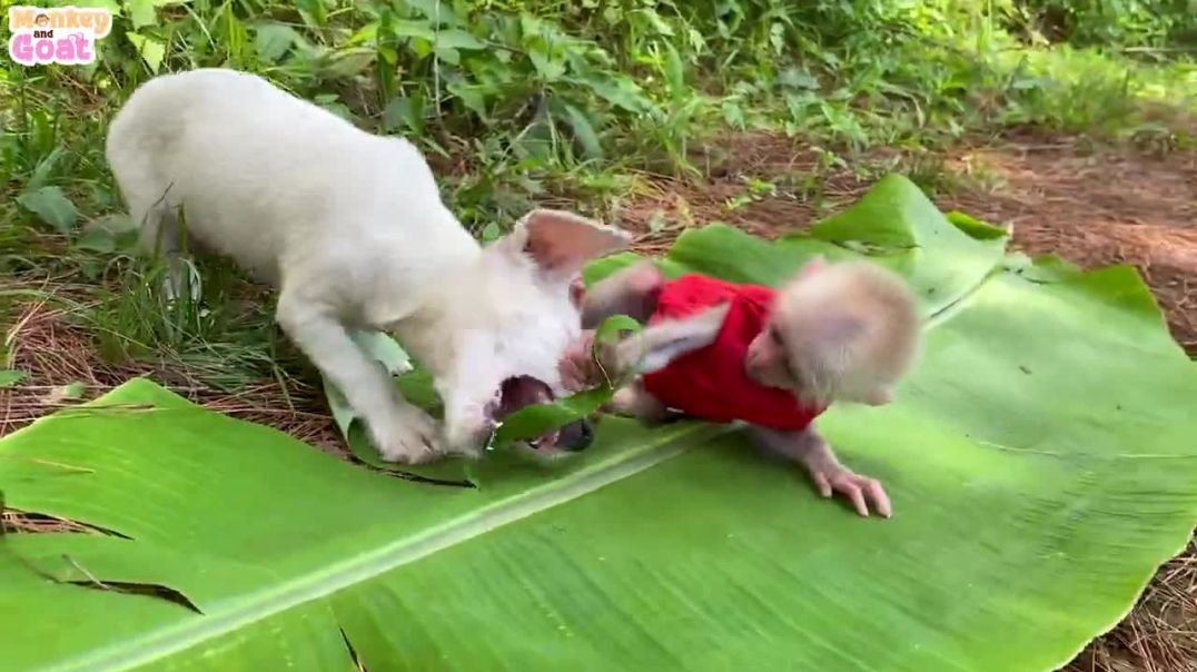 Monkey Amee and puppy playing happily in the forest