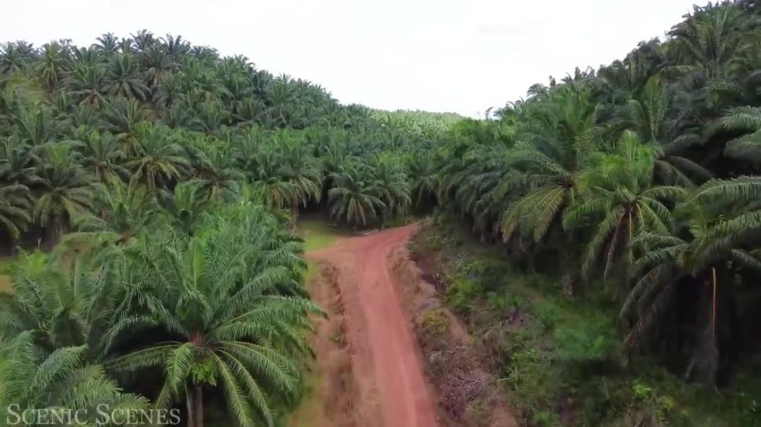Malaysia In 4k - The Land Of Beautiful Topical Rainforest _ Scenic Relaxation Film