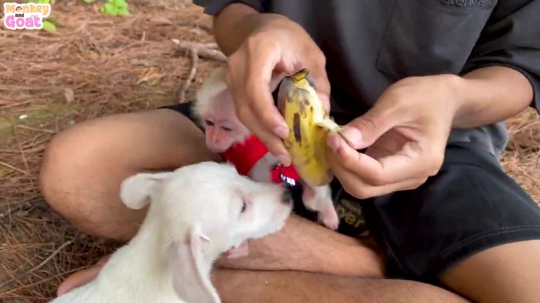 ⁣Baby monkey and puppy love banana