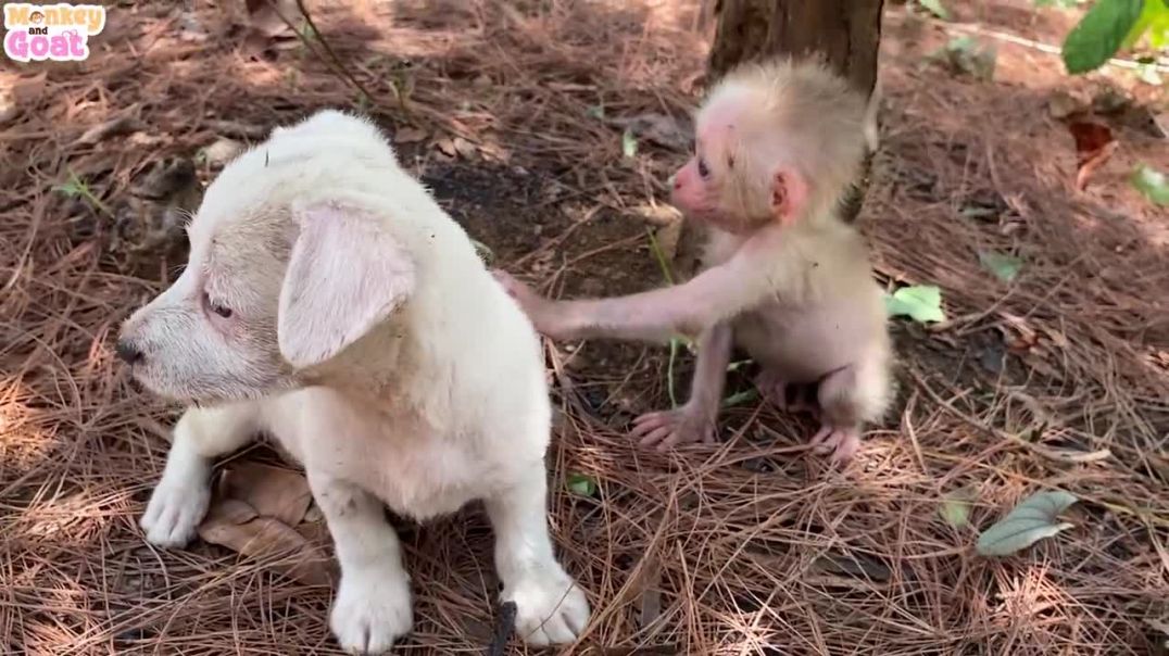 Baby monkey teach puppies how to drink bottle milk
