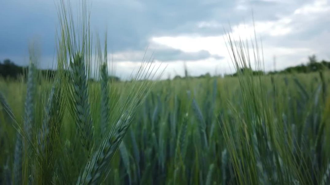 8K VIDEO ULTRA HD HDR - Nature is the art of God 60FPS