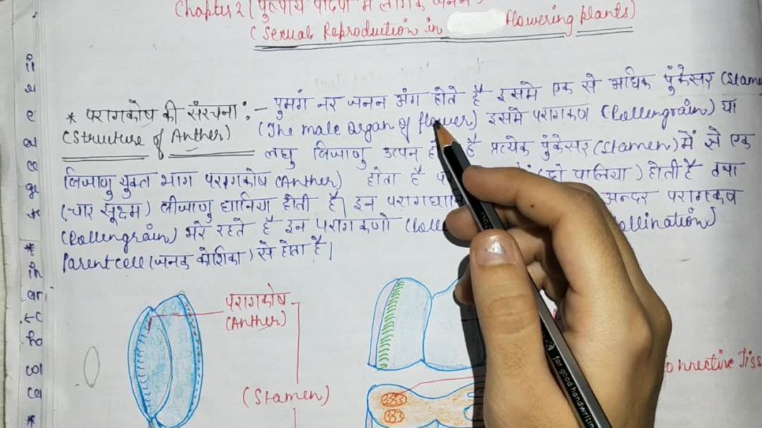 ⁣परागकोष की संरचना -  Structure of Anther - Biology