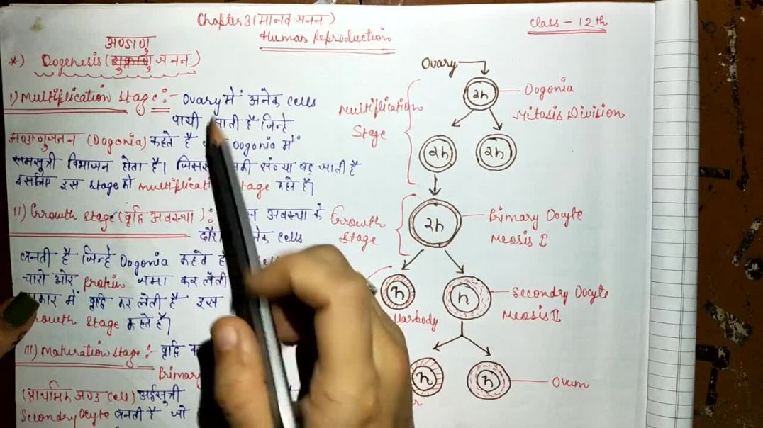 अण्डाणुजनन क्या होता है _ What is Oogenesis _ BIOLOGY NOTES