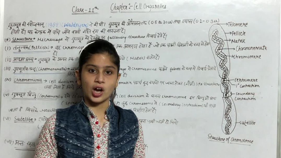 ⁣गुणसूत्र की संरचना _ Structure Of Chromosome _ Biology Class 11th