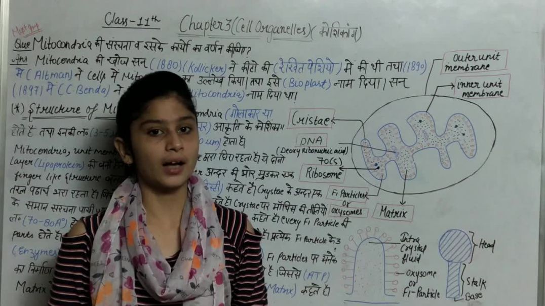 ⁣माइटोकांड्रिया की संरचना व कार्य का सचित्र वर्णन _ Mitochondria Structure and Function _ BIOLOGY