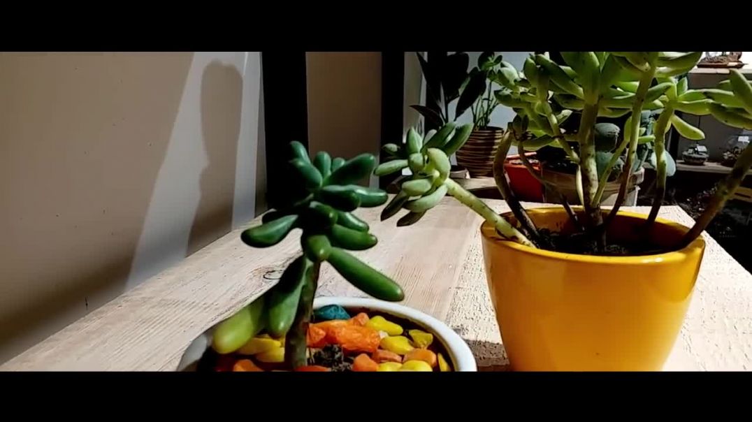 ✓ Walla Habibi # Bonsai Collection In Kamla nagar market spark Mall