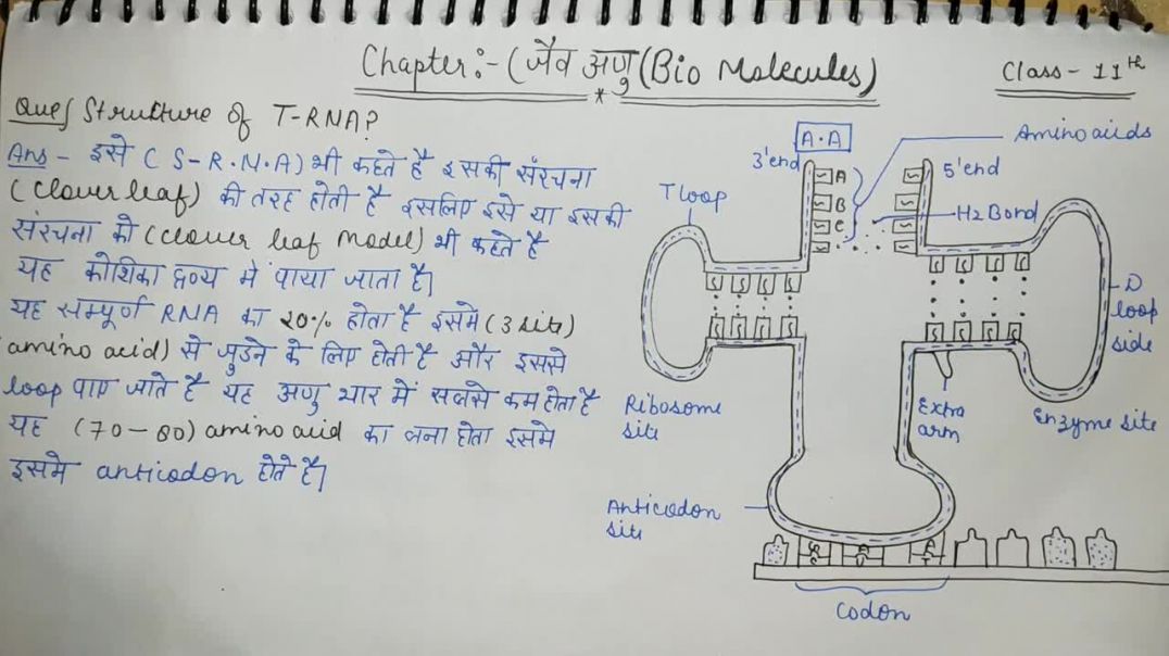 ⁣What is TRNA _ Structure of tRNA _ Clover leaf model _ Transfer RNA _ Biology 11th Class