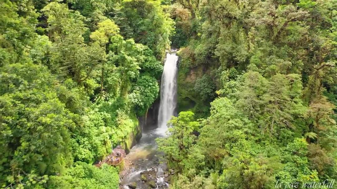⁣Costa Rica in 8k ULTRA HD Rain Forest - Animals - Nature