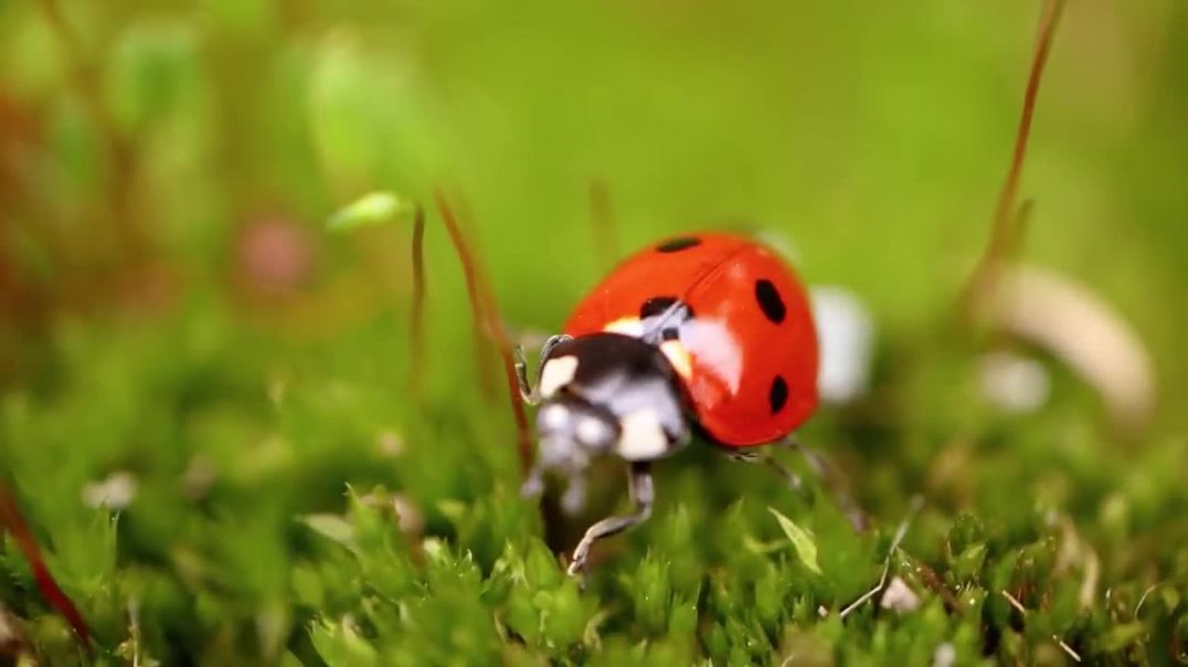 8K VIDEO ULTRA HD - Collection of Animals HDR (60FPS)