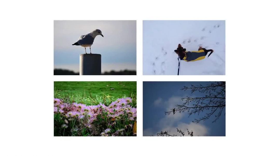 ⁣Photoshop_ Levels, Curves, and Color