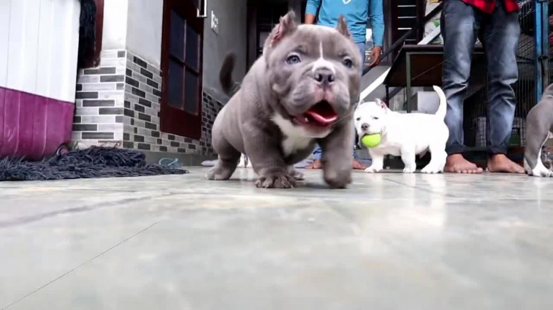 American Bully