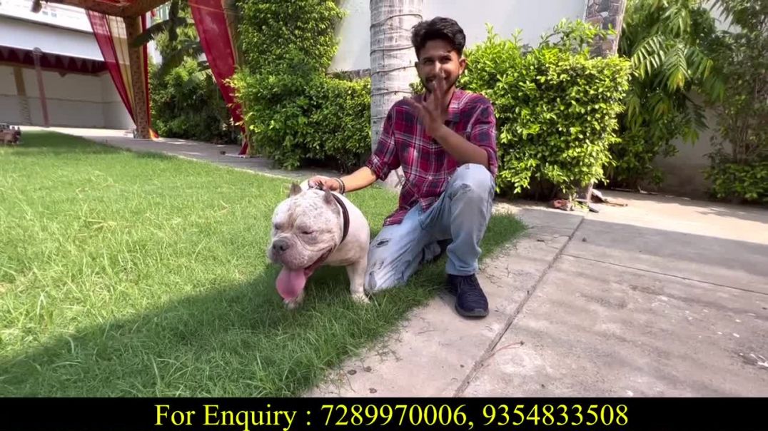 ⁣Cheapest Dog Market In Delhi _ Only ₹500 _ Pit bull, American Bully, Labrador, German Shepherd #pet