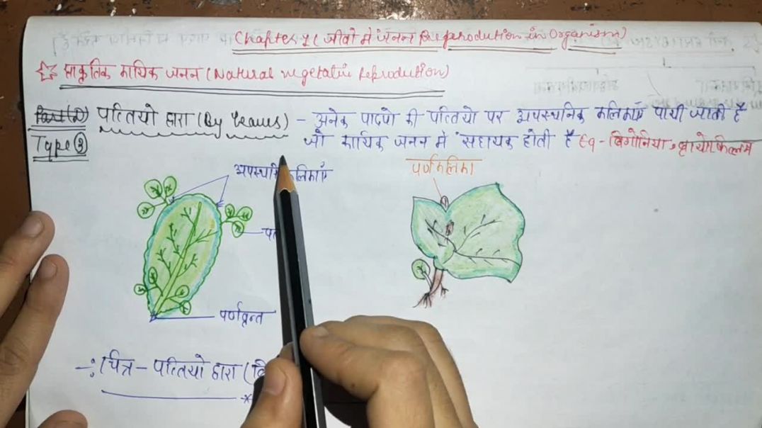 ⁣प्राकृतिक कायिक जनन ( पत्तियों द्वारा ) - जीवो में जनन - Reproduction In Organisms