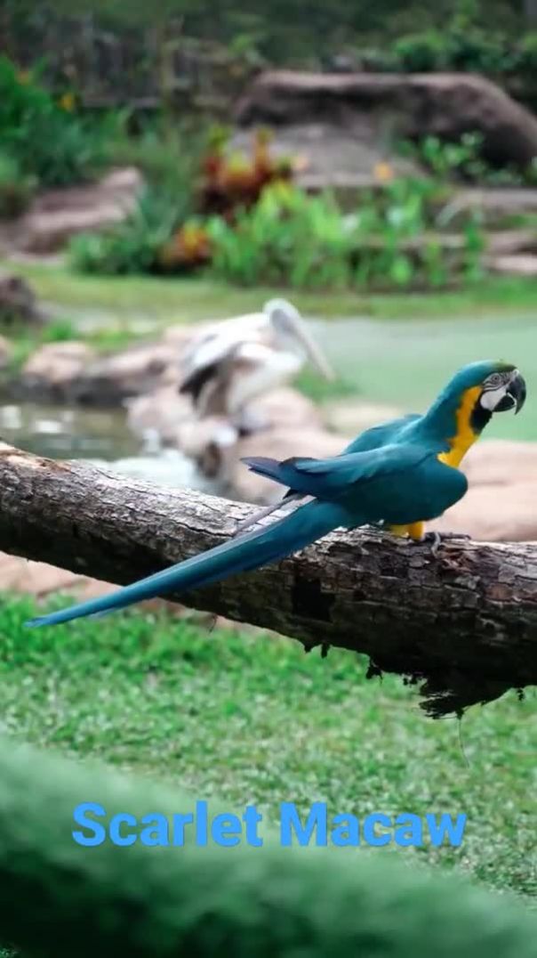 Scarlet Macaw, Birds. #shorts