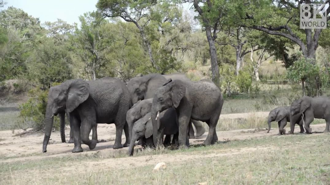 ⁣Learn Animals Tiger, Horse, Monkey, Giraffe, Elephant For 4K _ 8K TV