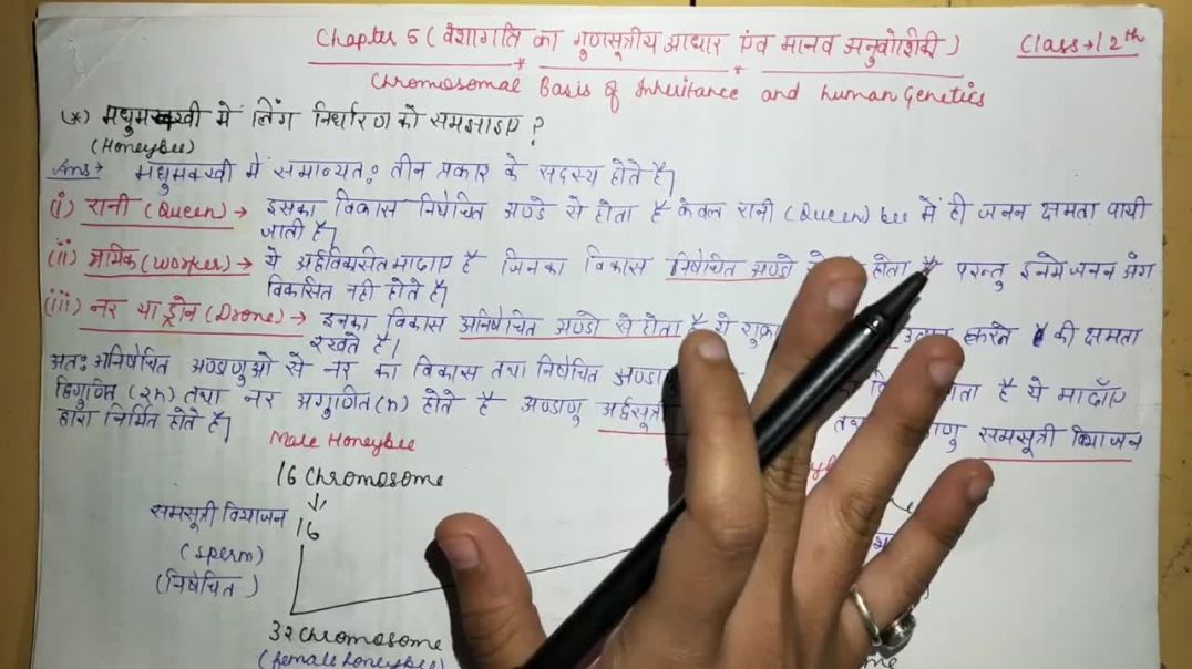⁣Explain s_x determination in bee _ मधुमक्खी मे Ling निर्धारण को  समझाइए _ BIOLOGY