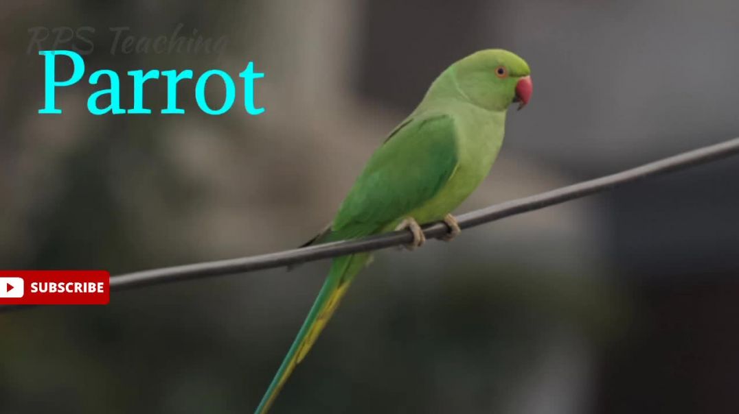 ⁣Name of Birds in English and Hindi ☀️ पक्षियों के नाम हिंदी और इंग्लिश में ☀️ #RPS_Teaching #study