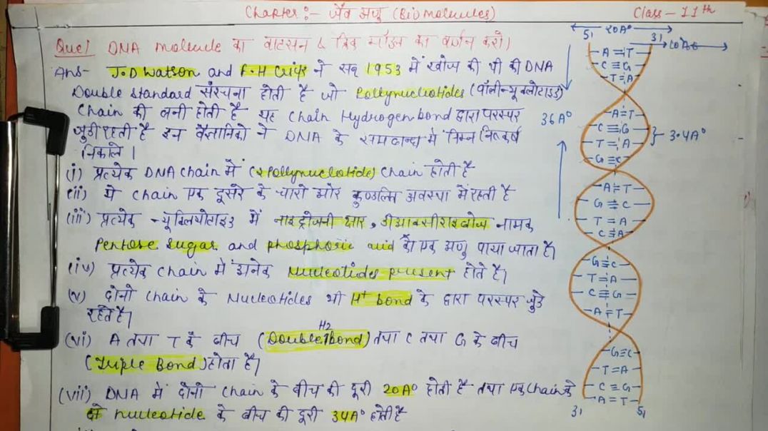 Describe the Watson and Crick model of DNA _ जैव अणु _ Biomolecules