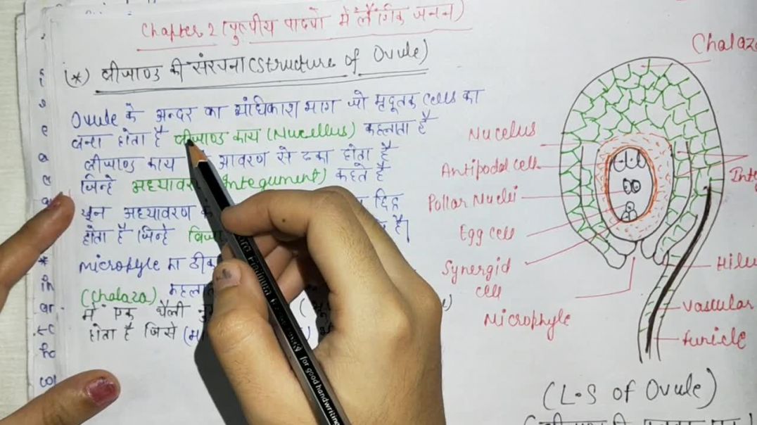 ⁣बीजाण्ड की संरचना - Structure Of Ovule - पुष्पीय पादपों में लैंगिंक जनन