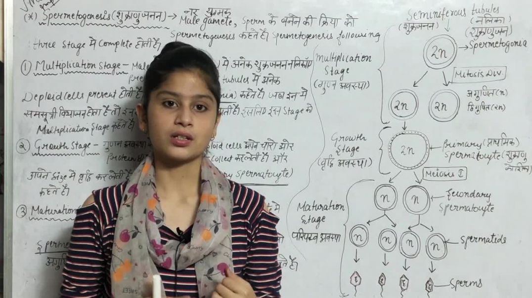 What Is Spermatogenesis _ शुक्राणुजनन क्या है _