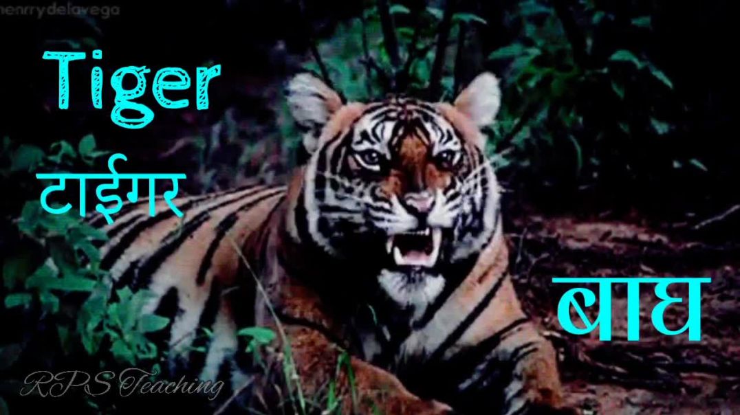 ⁣Wild Animals Name in English and Hindi _ Wild Animals Name in English and हिन्दी #rps_teaching