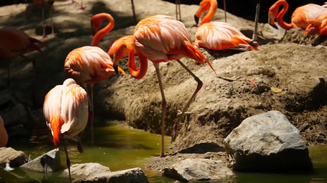 8K VIDEO ULTRA HD - Collection of Animals HDR (60FPS)