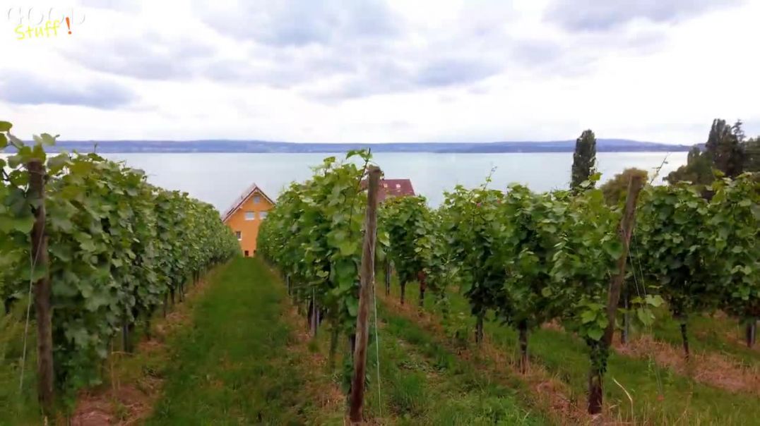 Swiss-german Border And Beautiful Vineyard In Meersburg