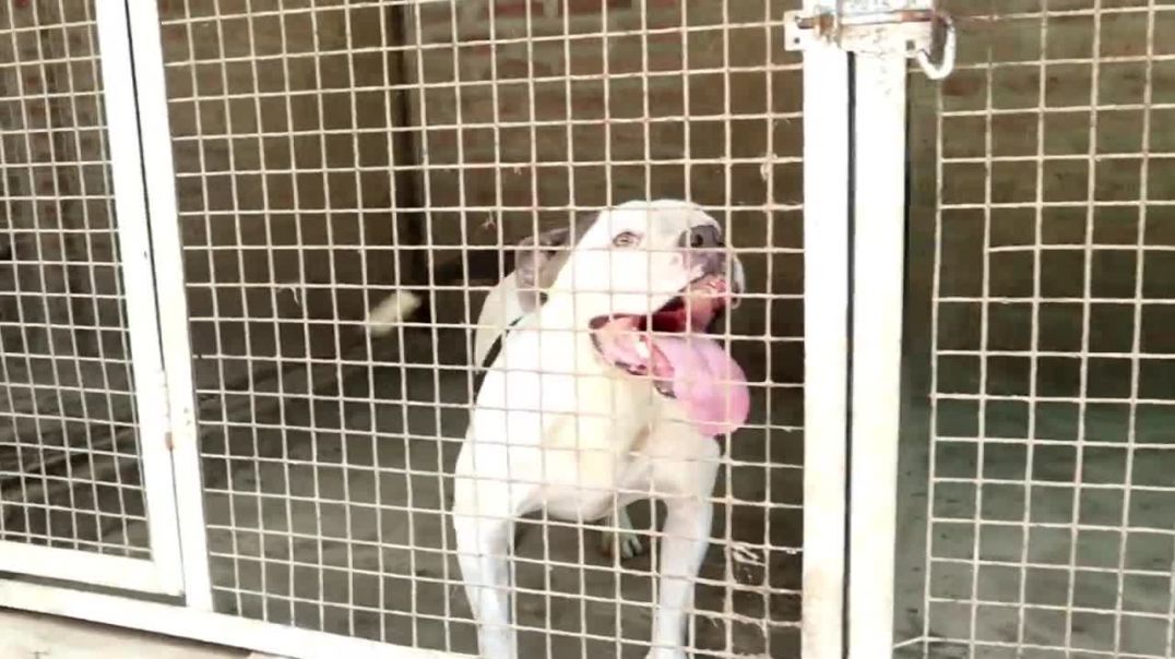 ⁣Pitbull,American Bully _ German Shepherd ,Husky,Pugg
