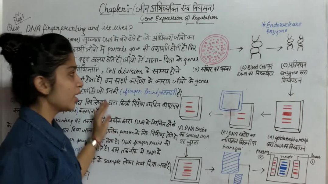 DNA FINGERPRINTING AND ITS FUNCTIONS _ डीएनए फिंगरप्रिंटिंग और उसके कार्य _ Class 12