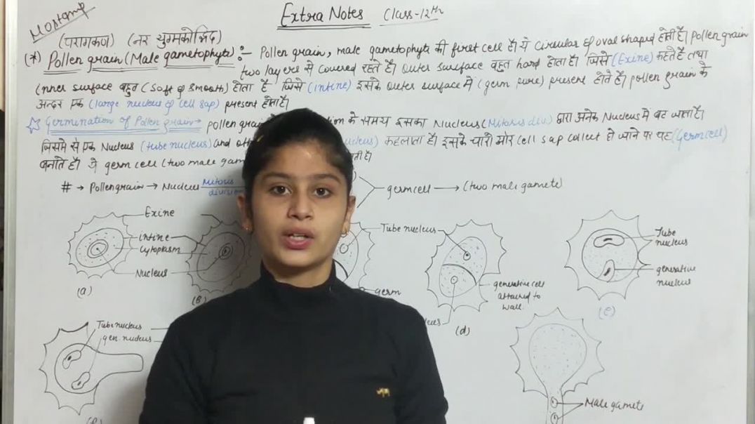 ⁣Pollen Grains Or Male Gametophyte _ परागकण या नर युग्मकोद्भिद _ BIOLOGY EXTRA NOTES