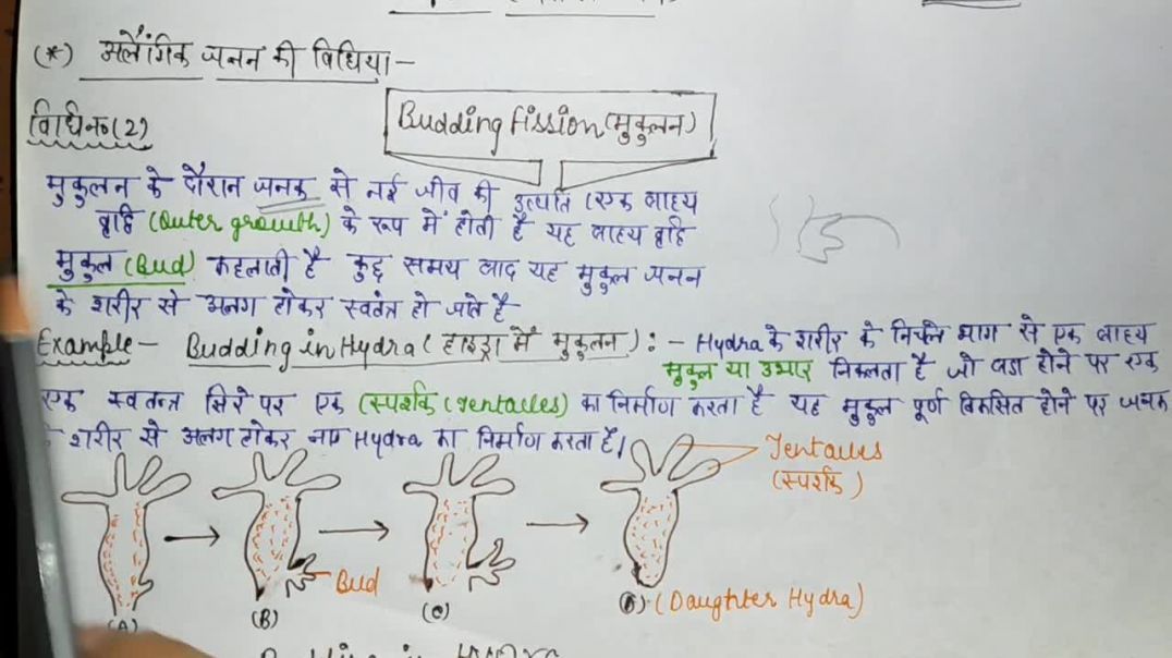 ⁣अलैंगिक जनन की विधियाँ -  मुकुलन विधि (Budding Fission) (Budding In Hydra)