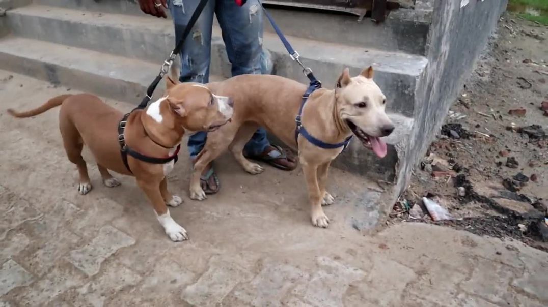 ⁣Pitbull,American Bully,Rottweiler,Pug,french bulldog (1)
